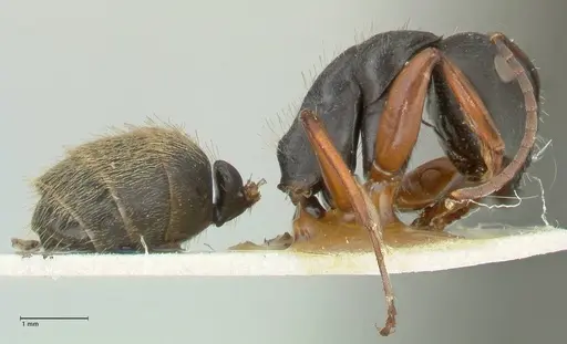 Camponotus ezotus specimen FOCOL2245 image focol2245_4