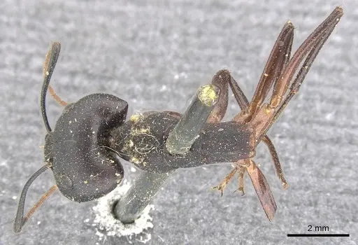 Camponotus fabricator specimen CASENT0903602 image casent0903602_1