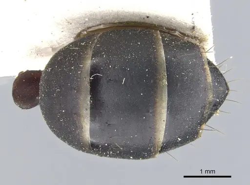 Camponotus fabricator specimen CASENT0903602 image casent0903602_2
