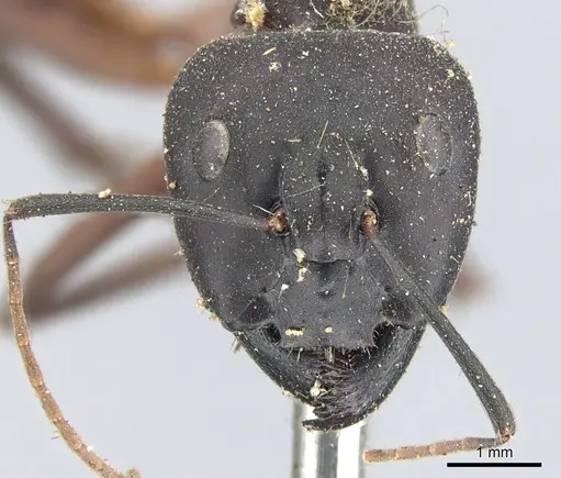 Camponotus fabricator specimen CASENT0903602 image casent0903602_3