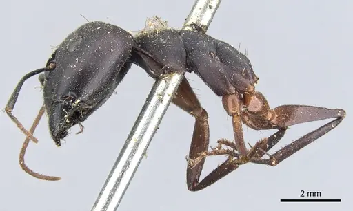 Camponotus fabricator specimen CASENT0903602 image casent0903602_4
