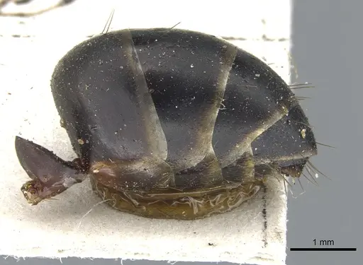 Camponotus fabricator specimen CASENT0903602 image casent0903602_5