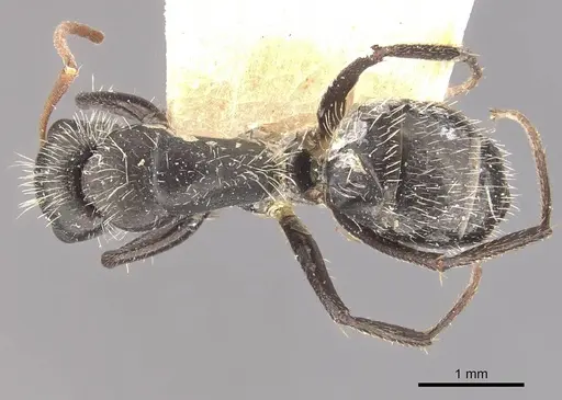 Camponotus falco specimen CASENT0910637 image casent0910637_1
