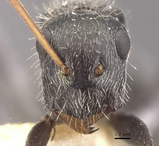 Camponotus falco specimen CASENT0910637 image casent0910637_2