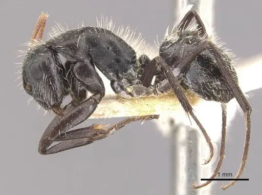 Camponotus falco specimen CASENT0910637 image casent0910637_3