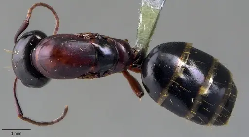 Camponotus fallax specimen ANTWEB1041833 image antweb1041833_1