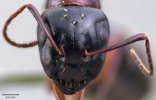 Camponotus fallax specimen ANTWEB1041833 image antweb1041833_2