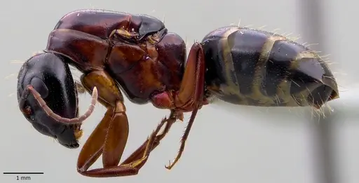 Camponotus fallax specimen ANTWEB1041833 image antweb1041833_3