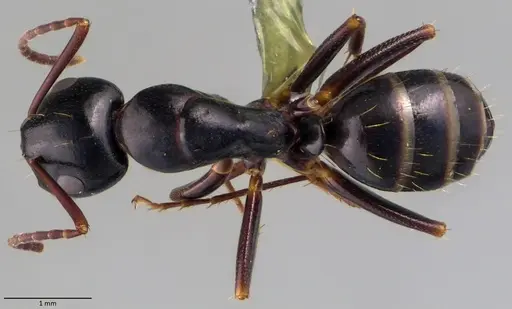 Camponotus fallax specimen ANTWEB1060054 image antweb1060054_1