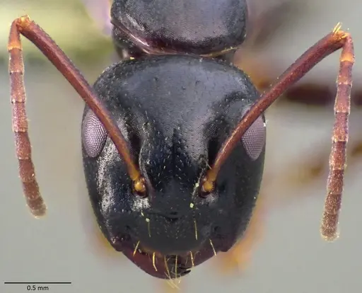 Camponotus fallax specimen ANTWEB1060054 image antweb1060054_2