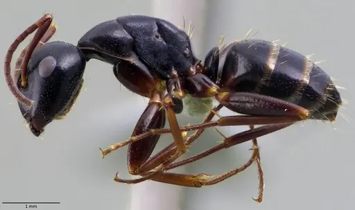 Camponotus fallax specimen ANTWEB1060054 image antweb1060054_3