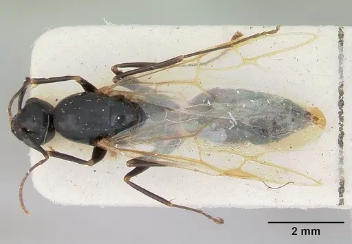 Camponotus fallax specimen CASENT0103341 image casent0103341_1