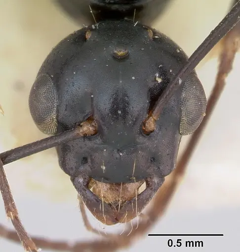 Camponotus fallax specimen CASENT0103341 image casent0103341_2