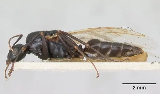Camponotus fallax specimen CASENT0103341 image casent0103341_3
