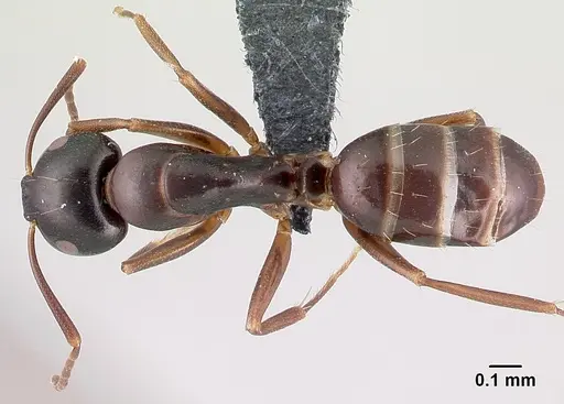 Camponotus fallax specimen CASENT0179607 image casent0179607_1