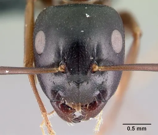 Camponotus fallax specimen CASENT0179607 image casent0179607_2