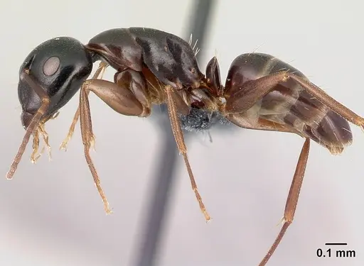 Camponotus fallax specimen CASENT0179607 image casent0179607_3