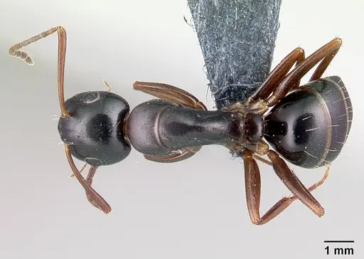 Camponotus fallax specimen CASENT0179935 image casent0179935_1