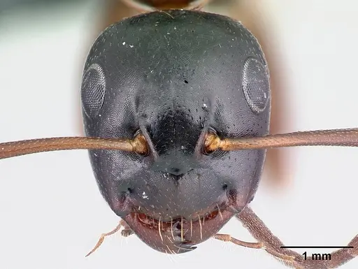 Camponotus fallax specimen CASENT0179935 image casent0179935_2