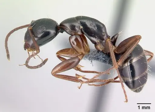 Camponotus fallax specimen CASENT0179935 image casent0179935_3