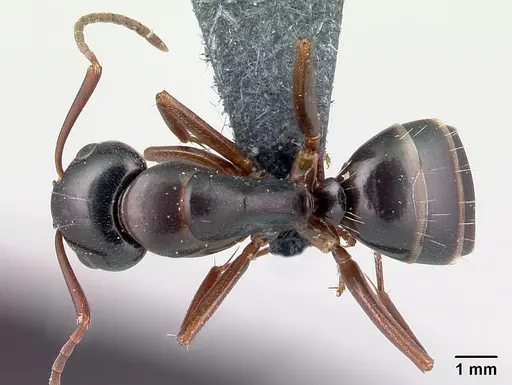 Camponotus fallax specimen CASENT0179936 image casent0179936_1
