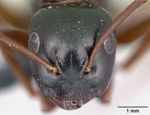 Camponotus fallax specimen CASENT0179936 image casent0179936_2