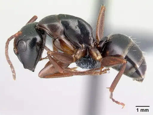 Camponotus fallax specimen CASENT0179936 image casent0179936_3