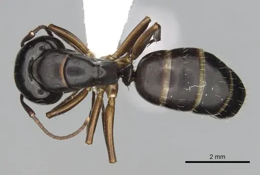 Camponotus fallax specimen CASENT0249975 image casent0249975_1