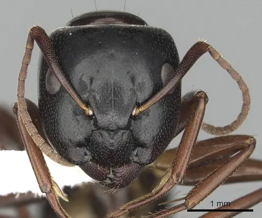 Camponotus fallax specimen CASENT0249975 image casent0249975_2