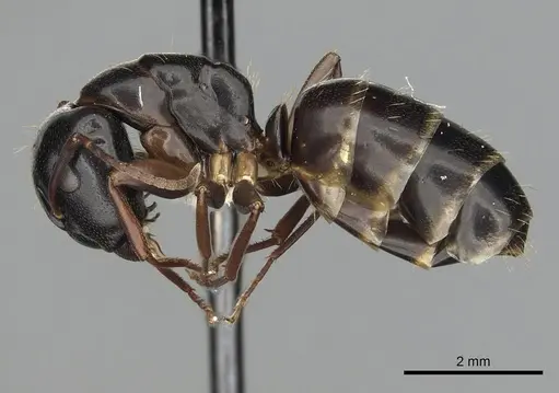 Camponotus fallax specimen CASENT0249975 image casent0249975_3