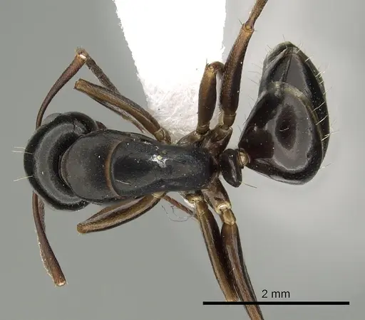 Camponotus fallax specimen CASENT0249976 image casent0249976_1