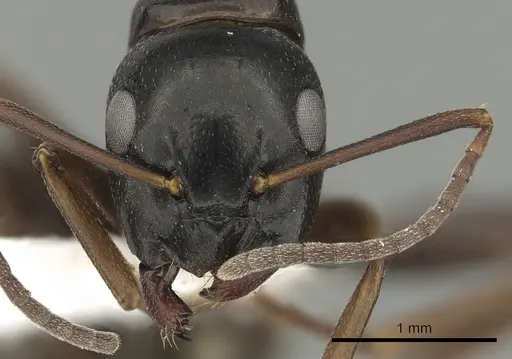 Camponotus fallax specimen CASENT0249976 image casent0249976_2