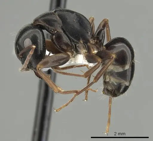 Camponotus fallax specimen CASENT0249976 image casent0249976_3