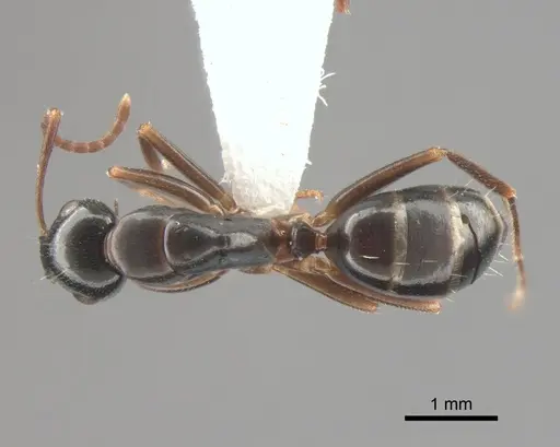 Camponotus fallax specimen CASENT0882004 image casent0882004_1