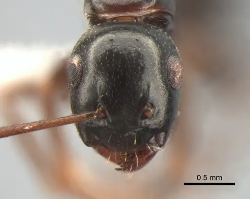 Camponotus fallax specimen CASENT0882004 image casent0882004_2