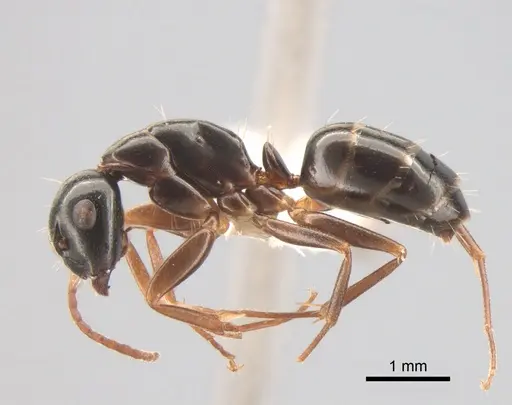 Camponotus fallax specimen CASENT0882004 image casent0882004_3