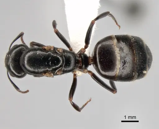 Camponotus fallax specimen CASENT0882033 image casent0882033_1