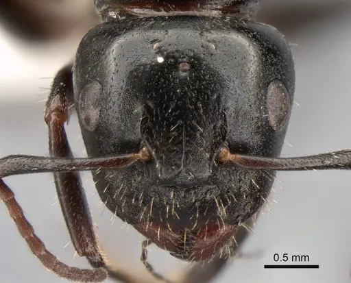 Camponotus fallax specimen CASENT0882033 image casent0882033_2