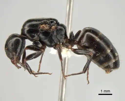 Camponotus fallax specimen CASENT0882033 image casent0882033_3