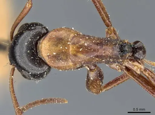Camponotus fallax specimen CASENT0905398 image casent0905398_1