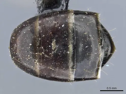 Camponotus fallax specimen CASENT0905398 image casent0905398_2