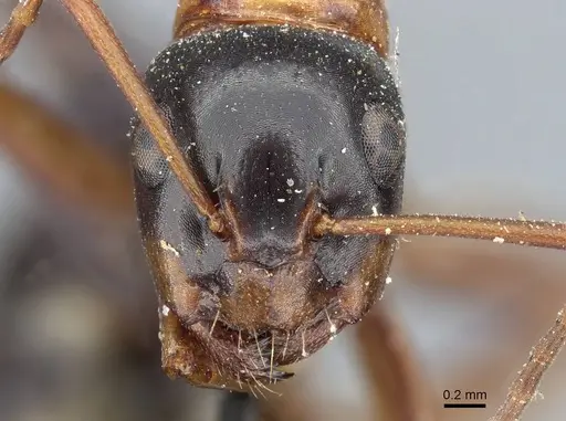 Camponotus fallax specimen CASENT0905398 image casent0905398_3