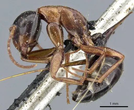 Camponotus fallax specimen CASENT0905398 image casent0905398_4