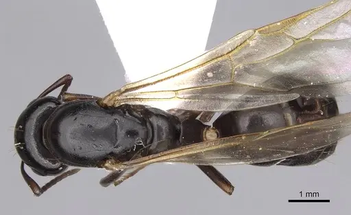 Camponotus fallax specimen CASENT0914261 image casent0914261_1