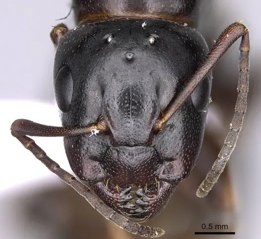 Camponotus fallax specimen CASENT0914261 image casent0914261_2