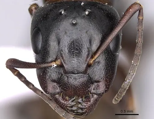 Camponotus fallax specimen CASENT0914261 image casent0914261_3