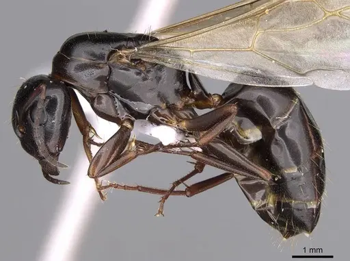 Camponotus fallax specimen CASENT0914261 image casent0914261_4