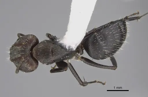 Camponotus fasciatellus specimen CASENT0217646 image casent0217646_1