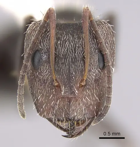 Camponotus fasciatellus specimen CASENT0217646 image casent0217646_2