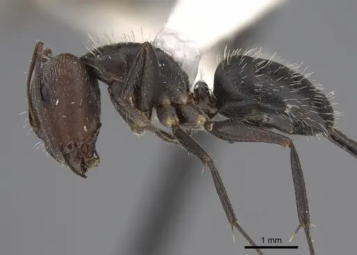 Camponotus fasciatellus specimen CASENT0217646 image casent0217646_3